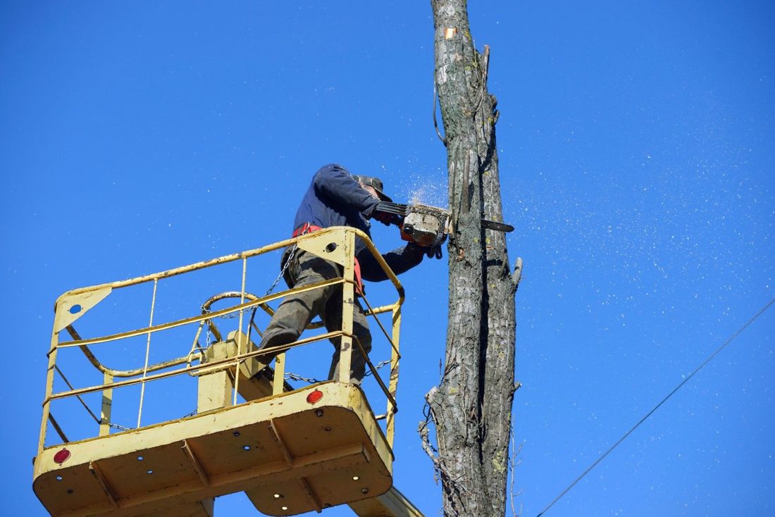 A picture of a man on a lift cutting a tree in Florence-Graham, CA