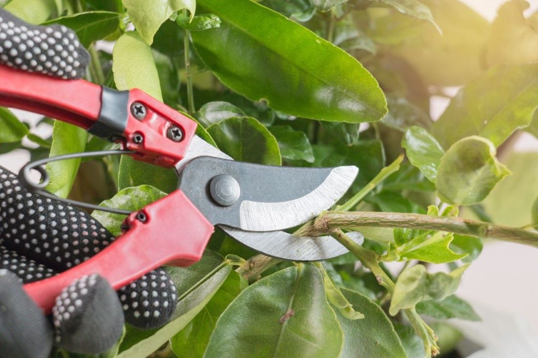 A picture of someone pruning trees in Florence-Graham, CA