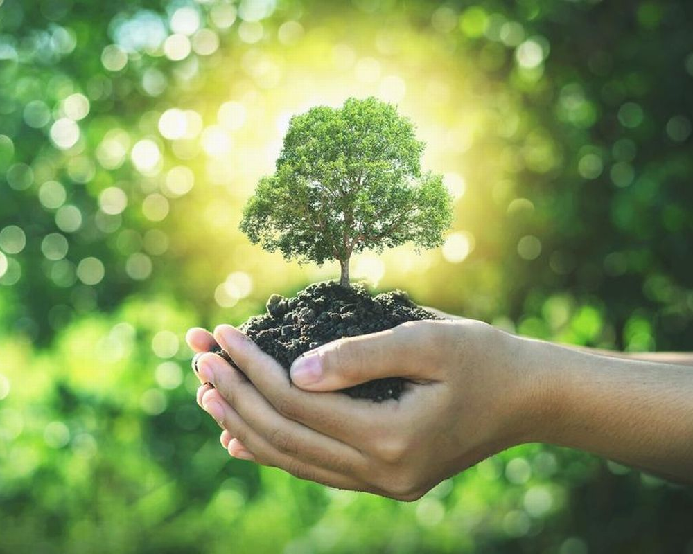 A picture of two hands clasping a small animated tree to depict the tree care services in Florence-Graham, CA