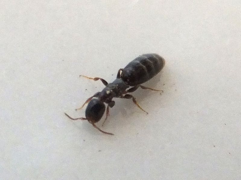 A small black ant is crawling on a white surface.