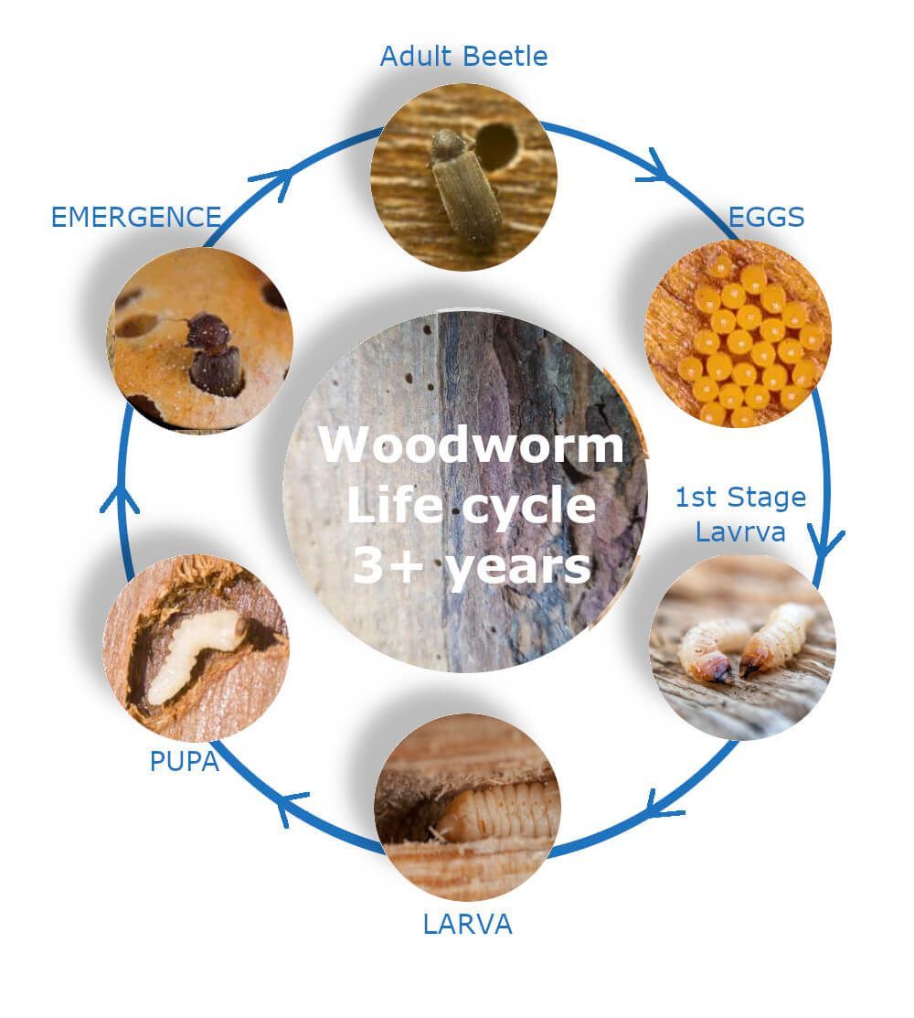 A diagram showing the life cycle of a woodworm
