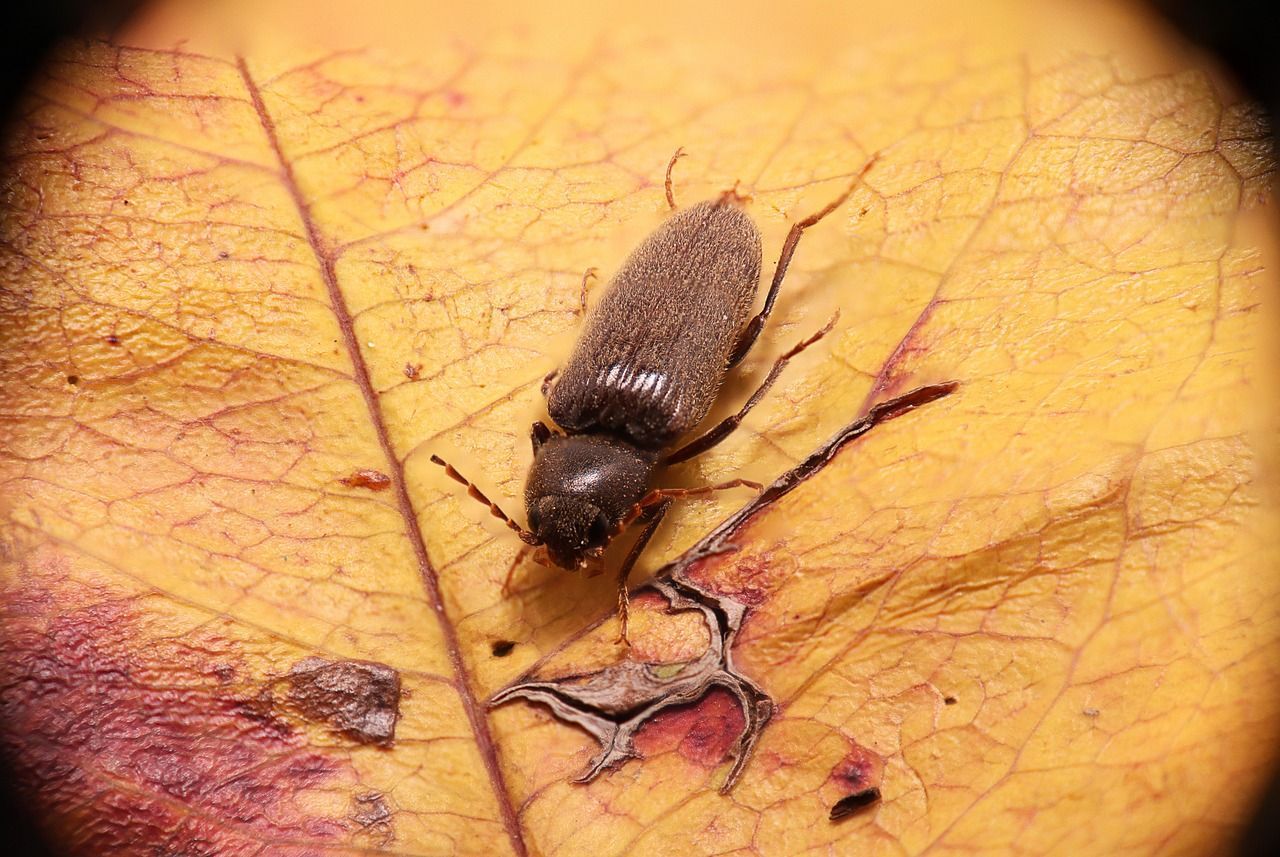 A small bug is sitting on top of a yellow leaf.