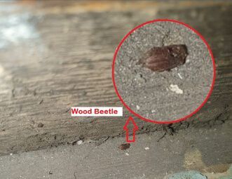 A close up of a wood beetle on the ground.