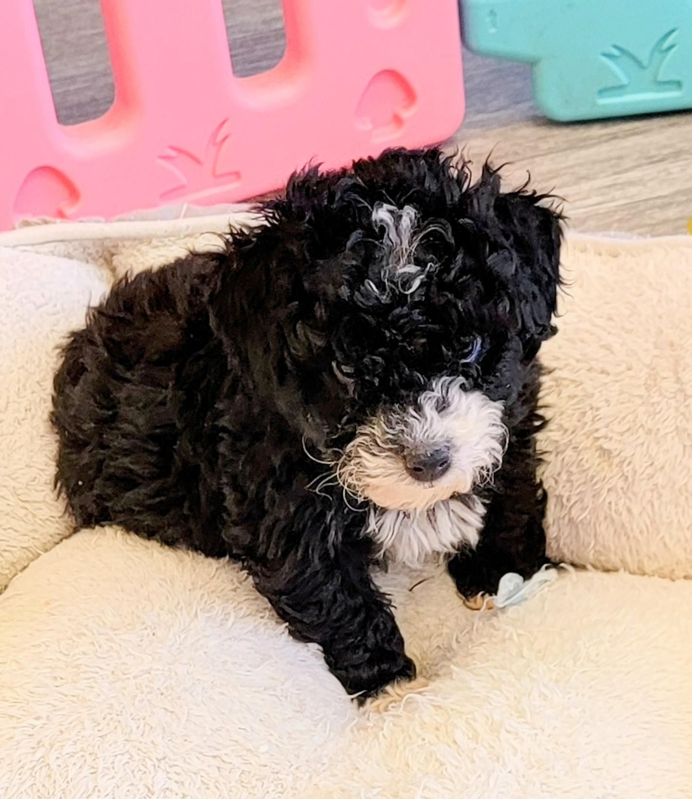 Hypoallergenic & Teacup Puppies for Sale in Milwaukee WI Tiny Tykes