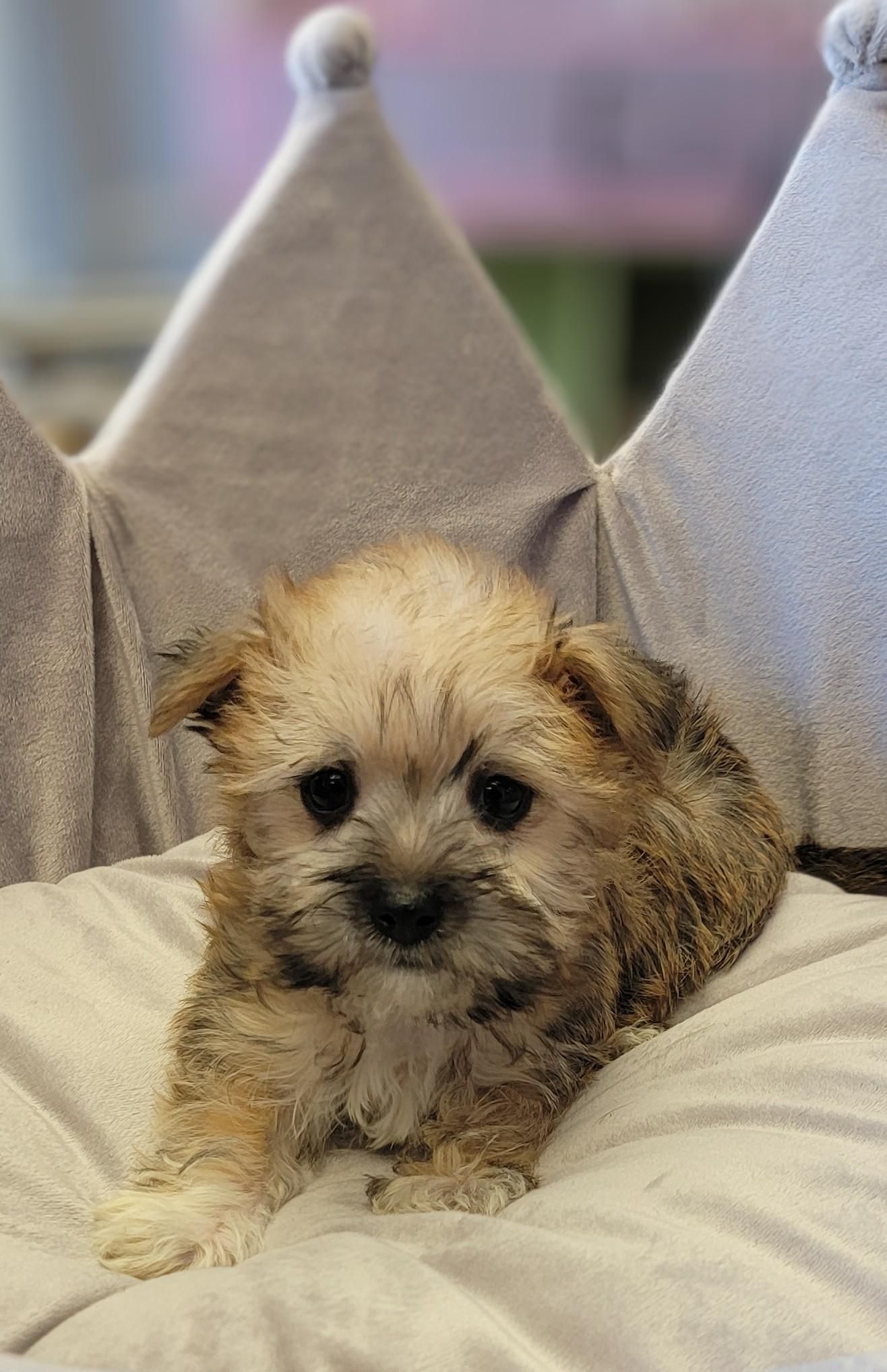 Hypoallergenic & Teacup Puppies for Sale in Milwaukee WI Tiny Tykes