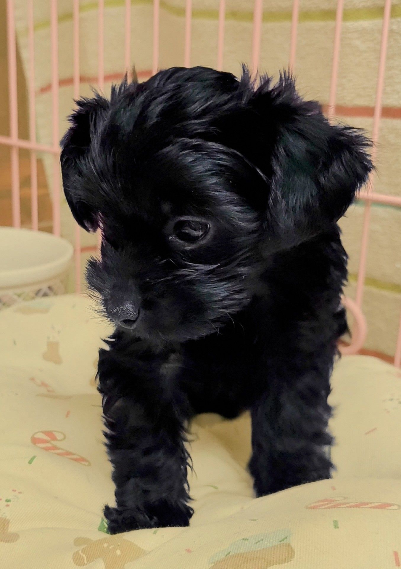 Hypoallergenic & Teacup Puppies for Sale in Milwaukee WI Tiny Tykes