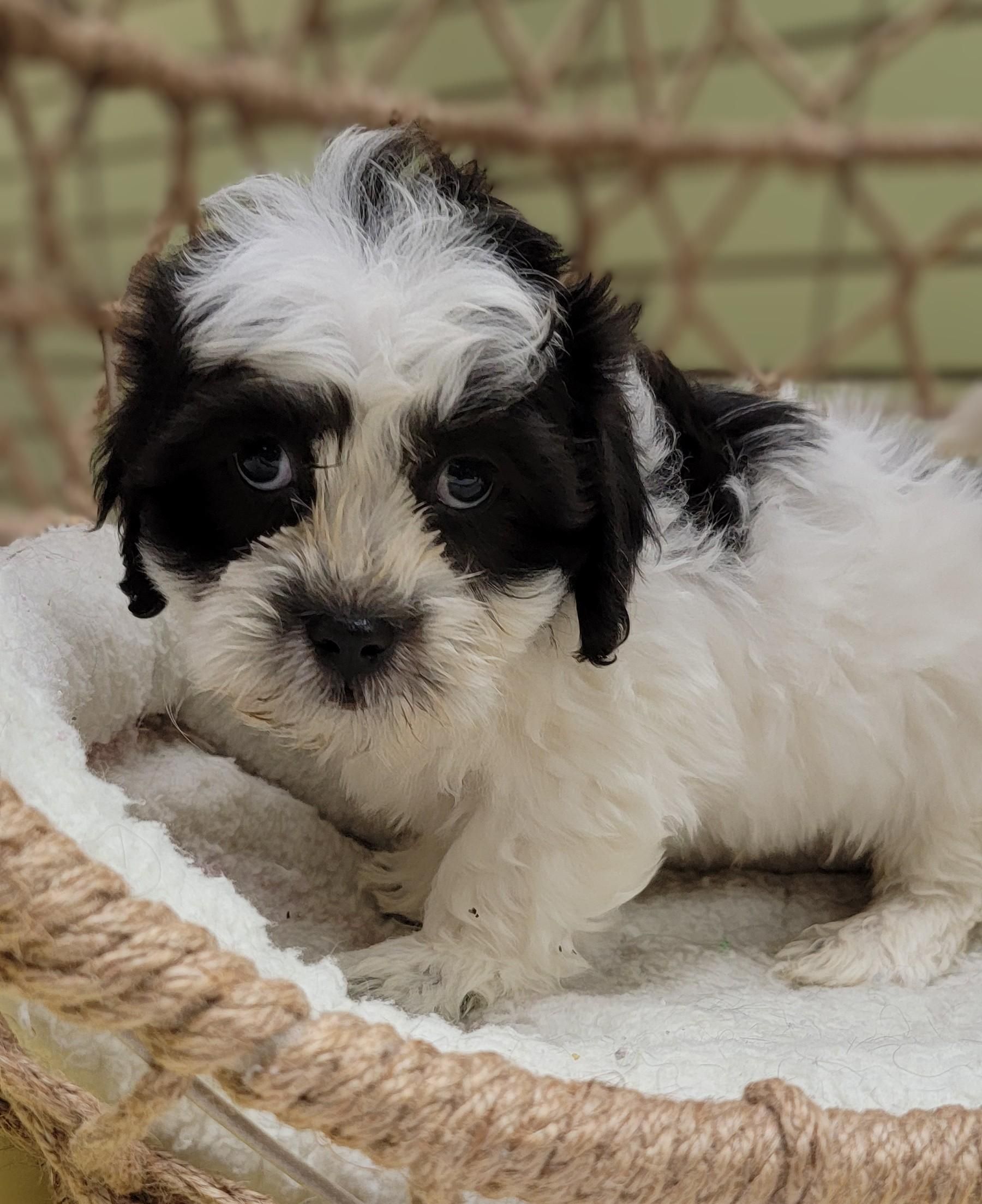Hypoallergenic & Teacup Puppies for Sale in Milwaukee WI Tiny Tykes