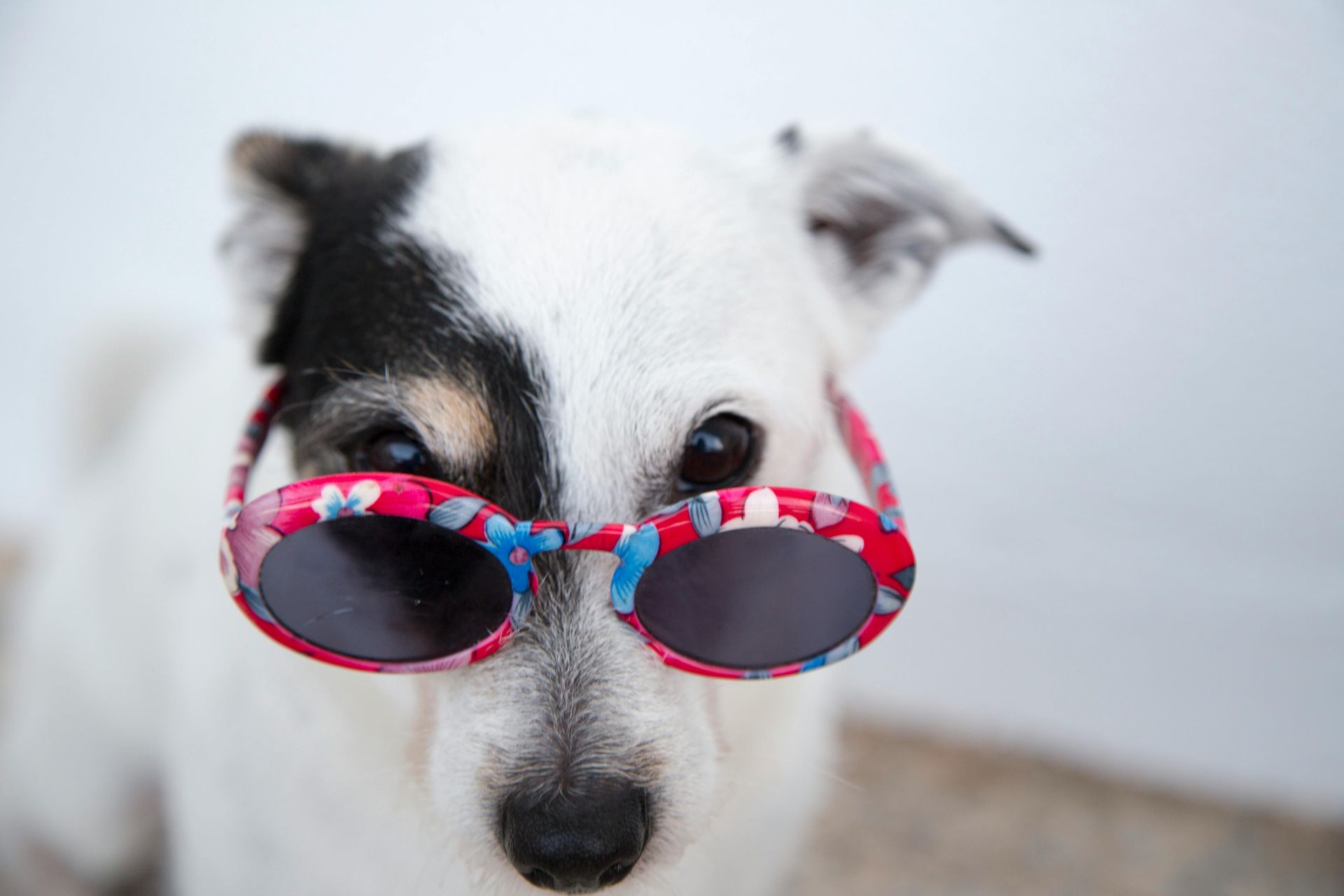 A black and white dog wearing red and blue sunglasses.