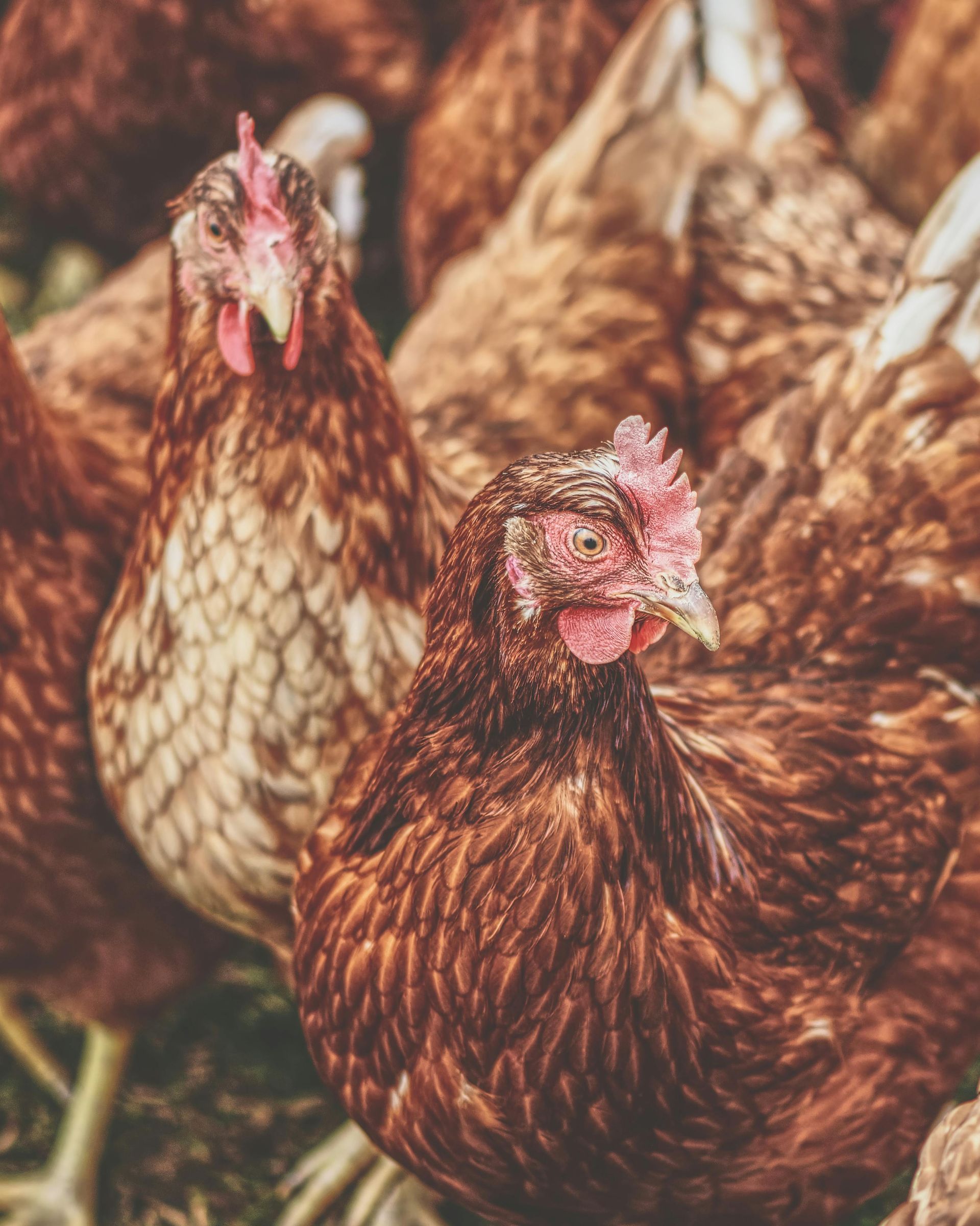 A group of brown chickens are standing next to each other in the grass.