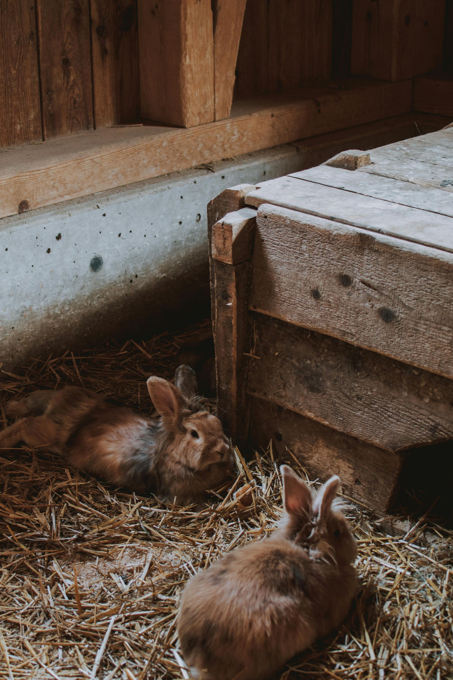 Two brown rabbits are laying in the hay in a barn.