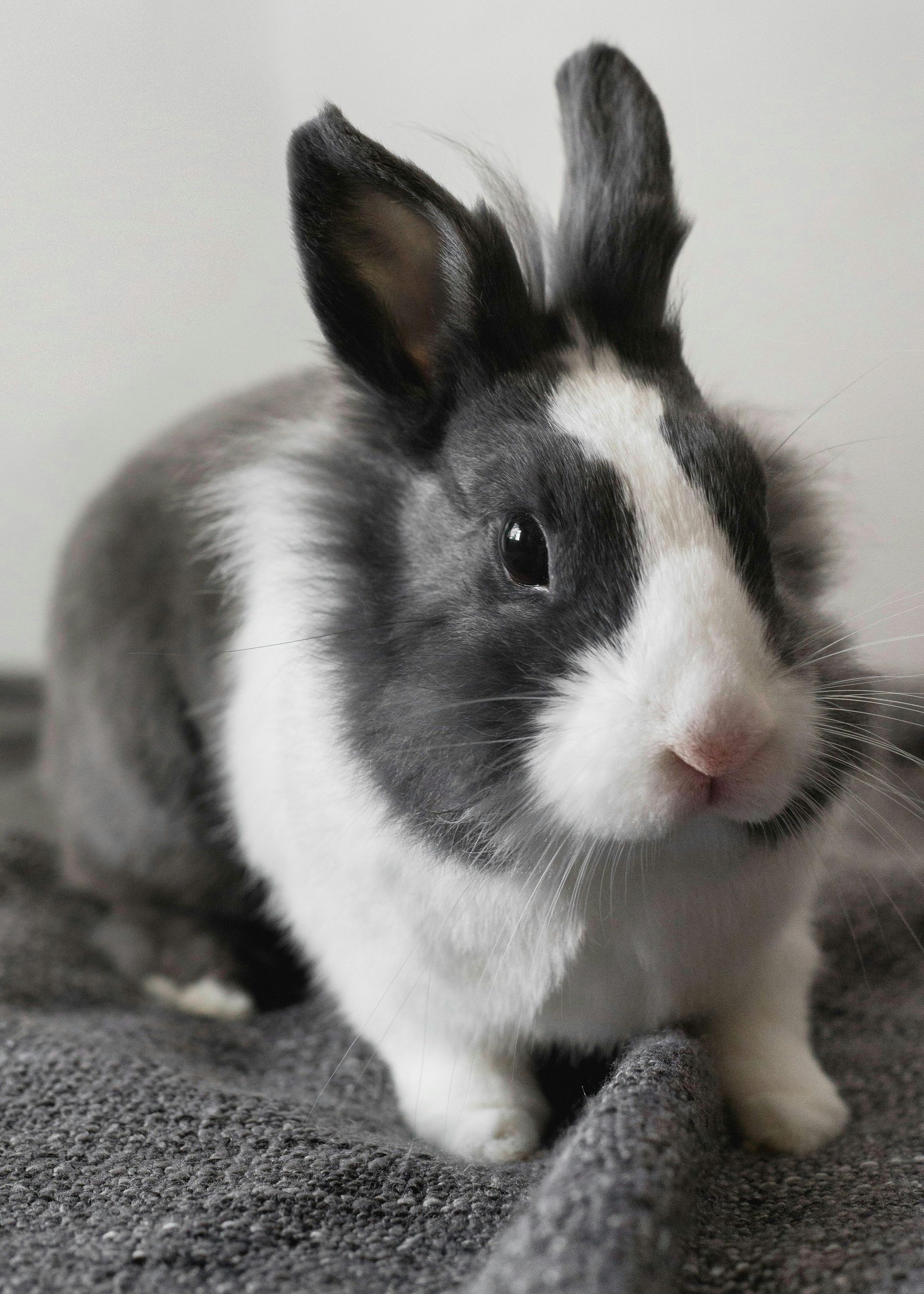 A black and white rabbit is sitting on a blanket.