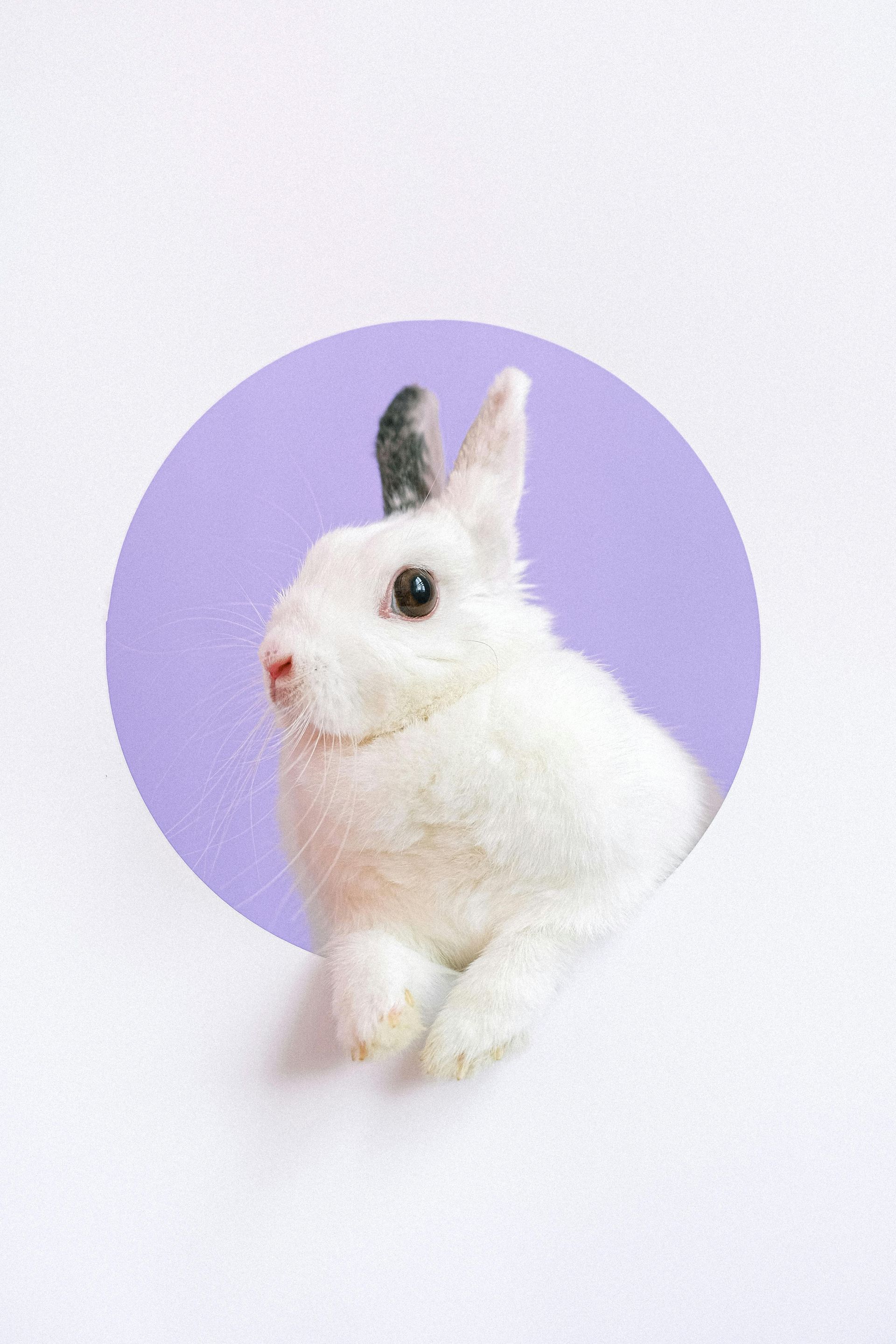 A white rabbit is sitting in a purple circle on a white surface.