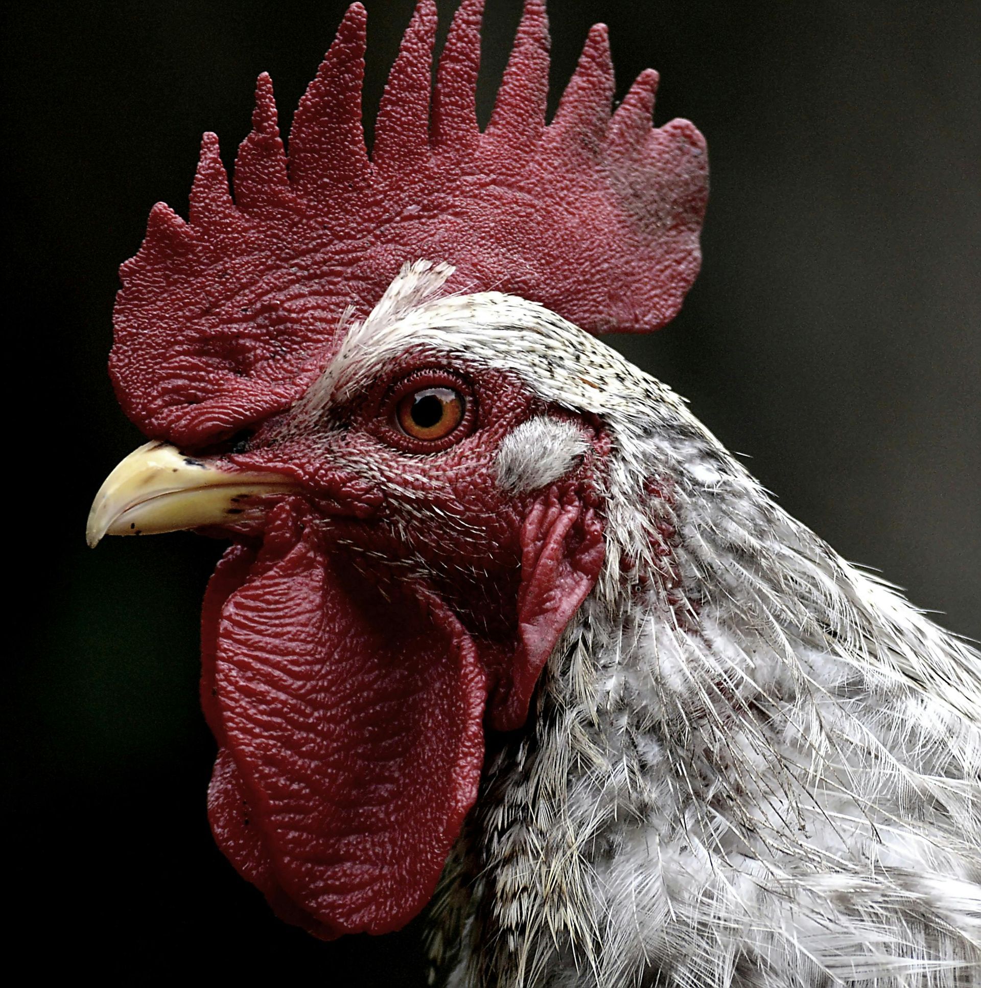 A close up of a rooster with a red crest