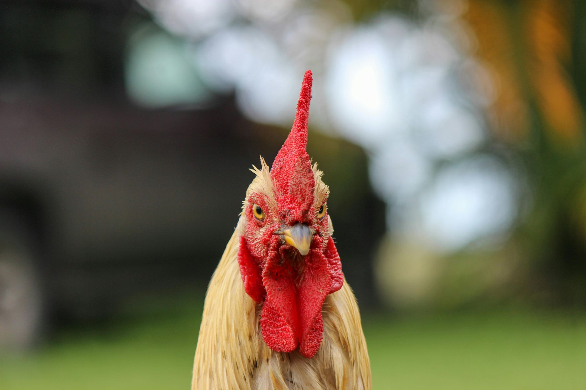 A close up of a rooster with a red crest looking at the camera.