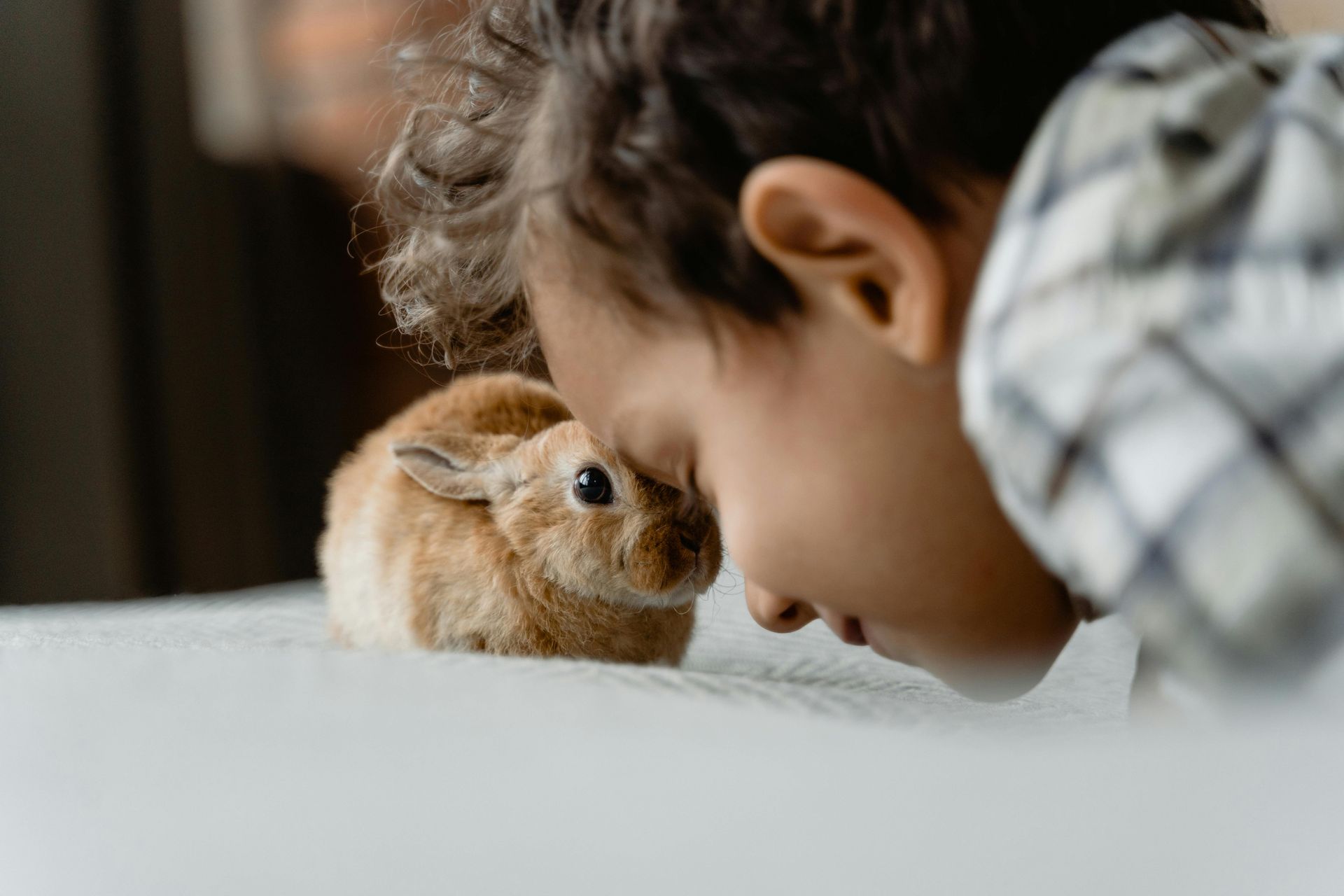 A young boy is looking at a small brown rabbit on a bed.