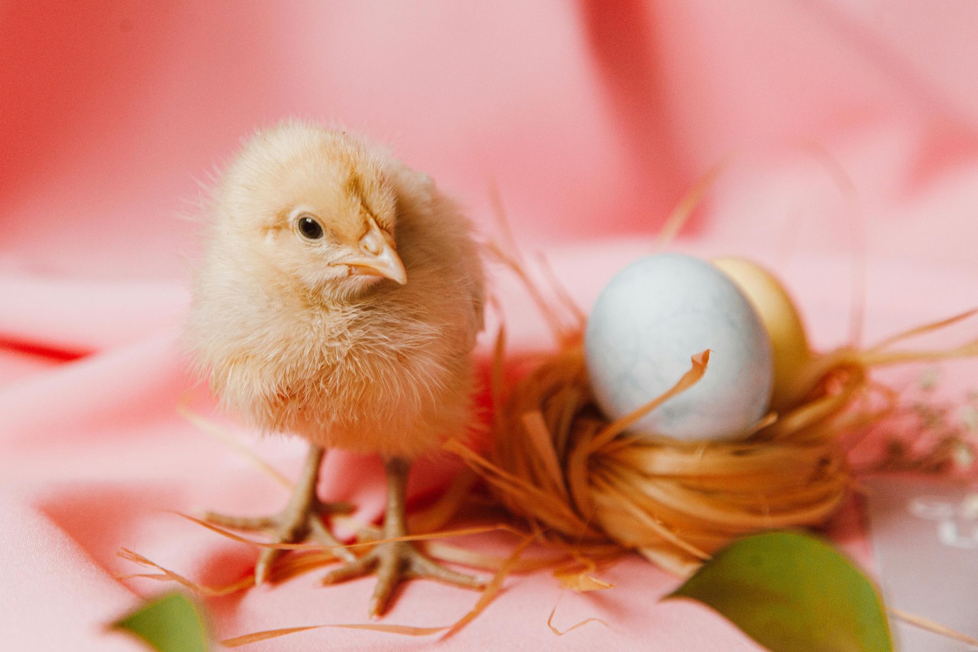 A small chicken is standing next to a nest of eggs on a pink background.