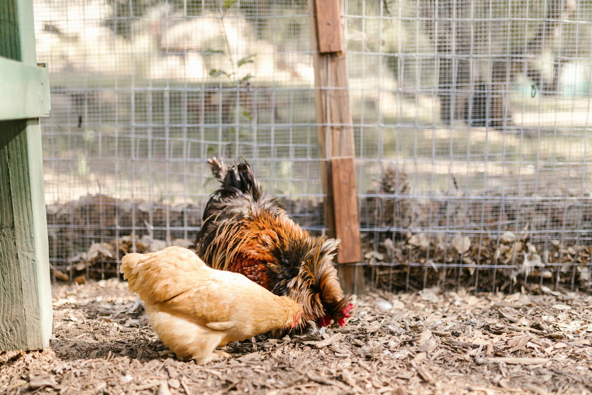 Two chickens are laying on the ground in a chicken coop.