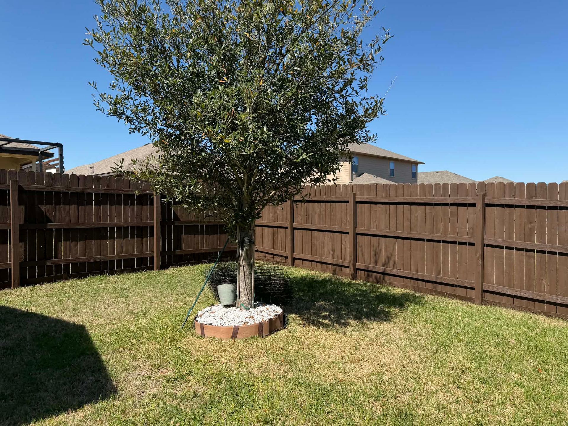 Backyard with a small tree in a stone border, surrounded by a wooden fence and grass.