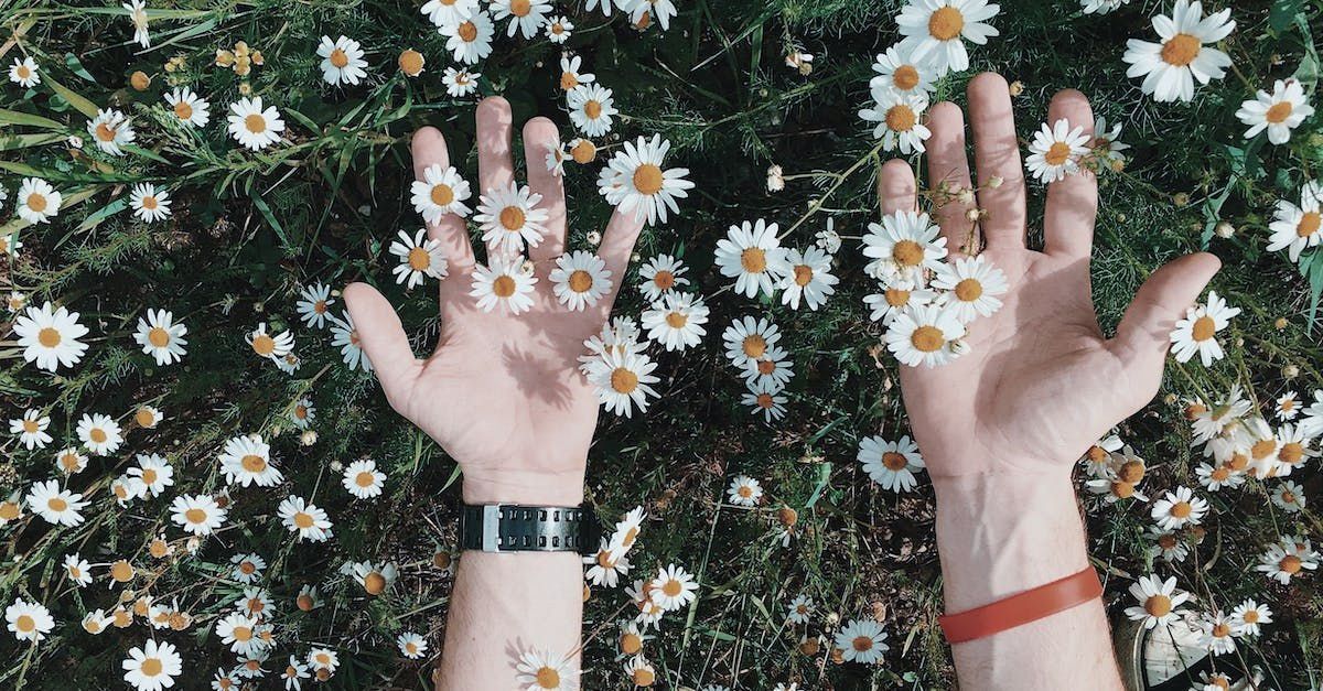 Chamomile Flowers