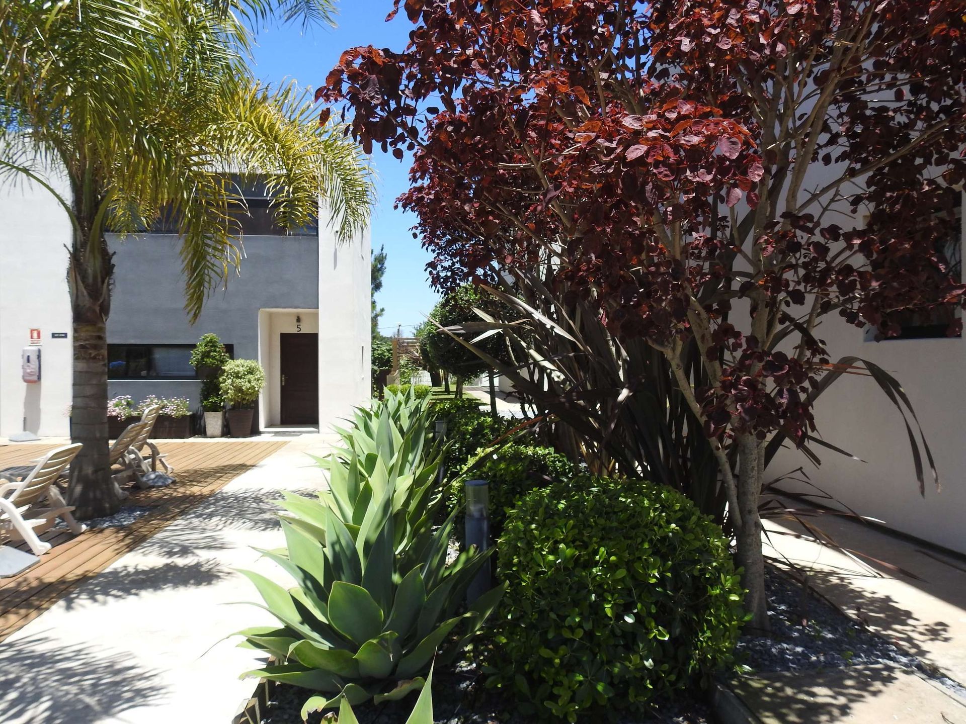 A white building with a red tree in front of it