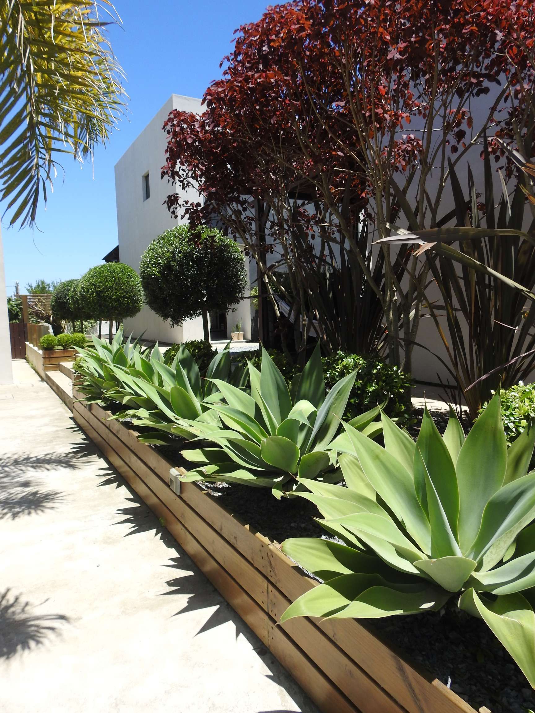 A row of plants along a sidewalk with a building in the background