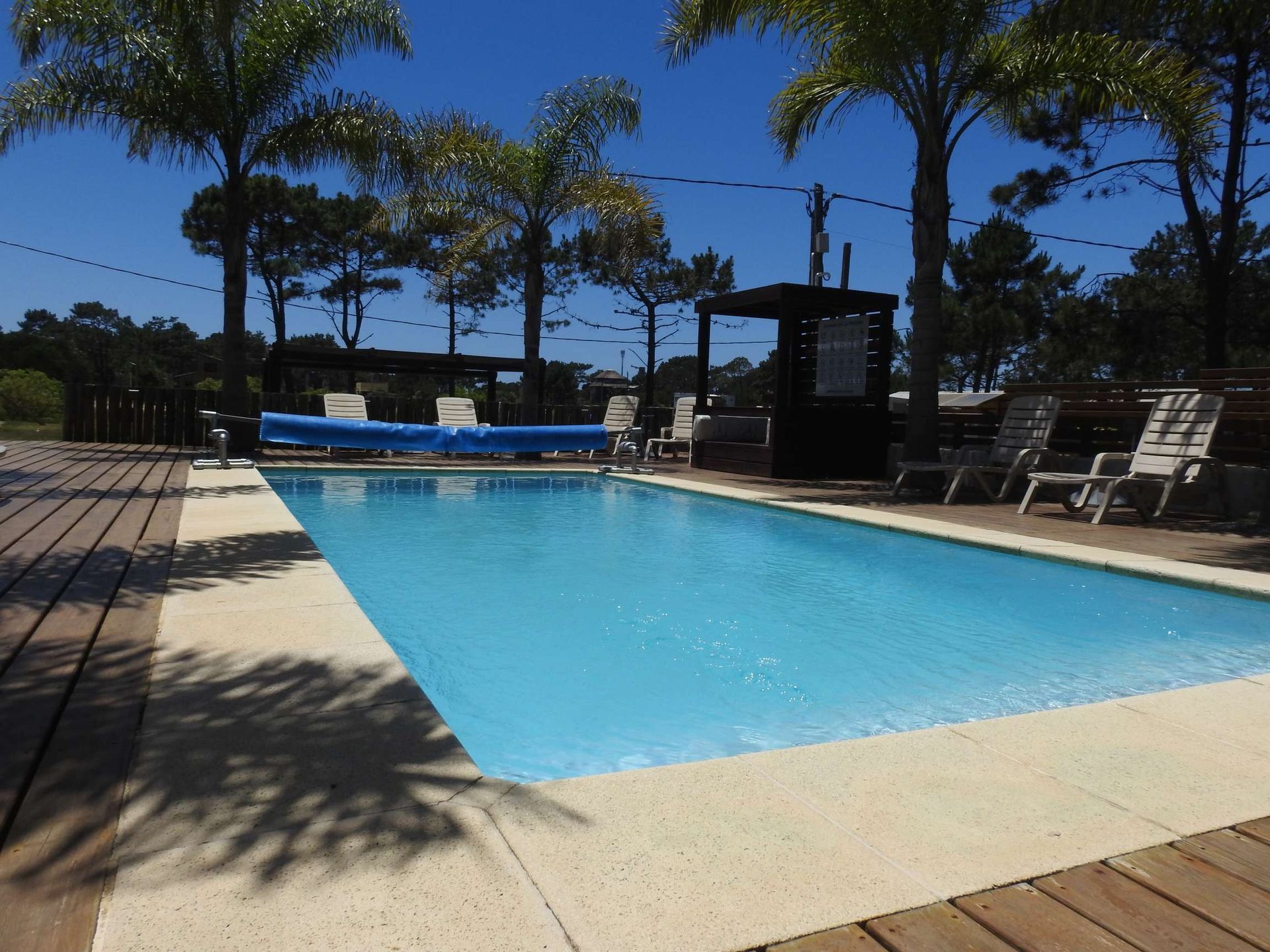 A large swimming pool surrounded by palm trees on a sunny day