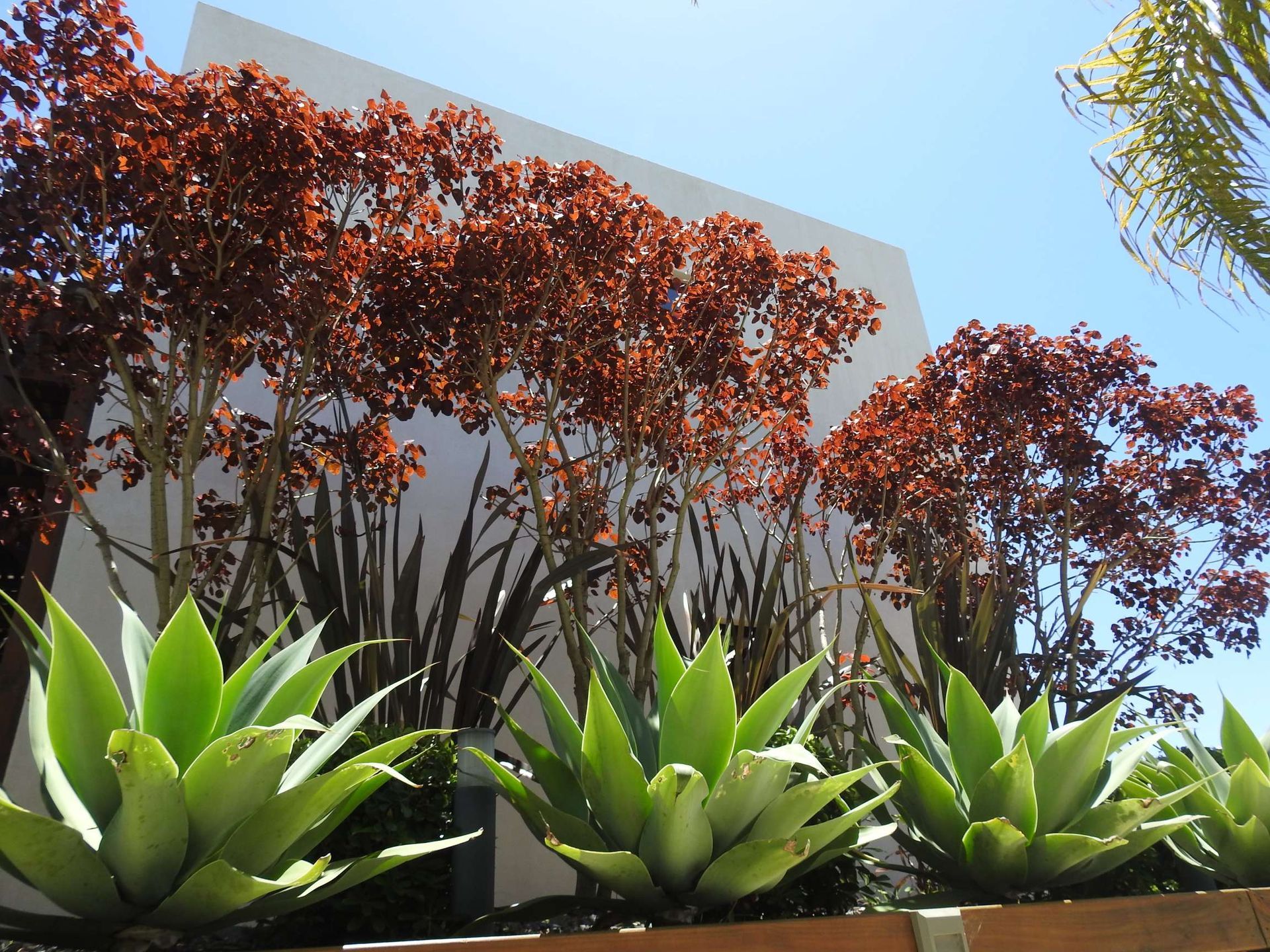 A row of plants in front of a white building