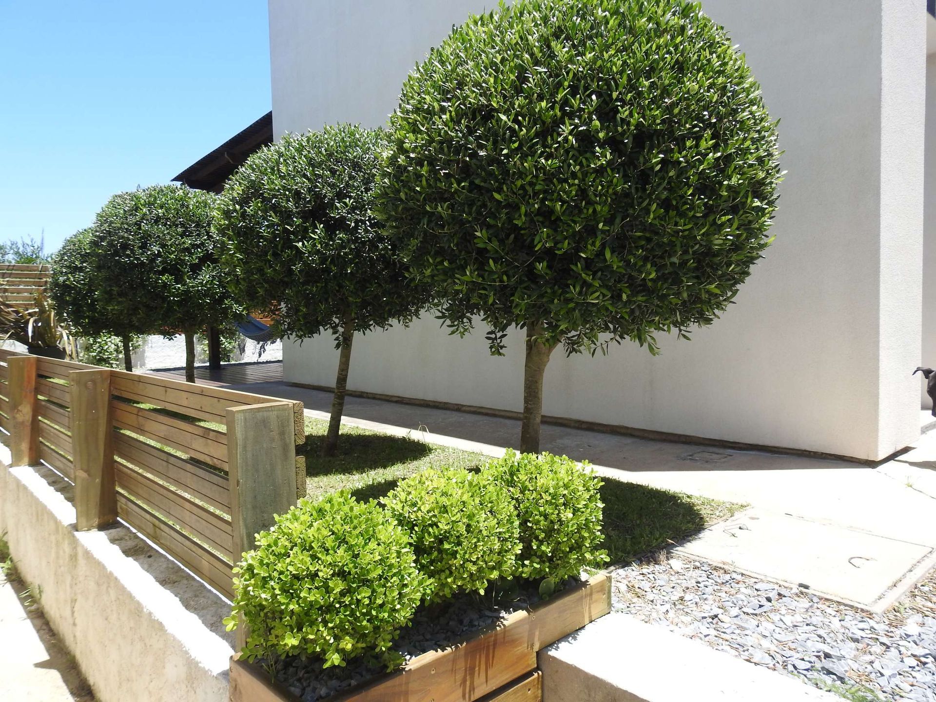 A row of trees in front of a white building