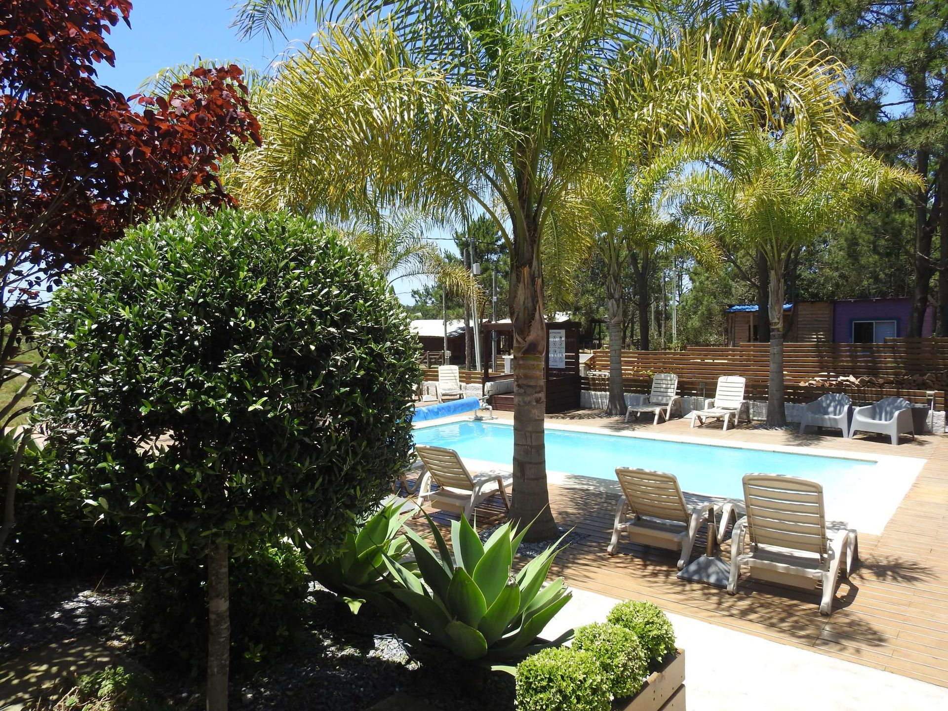 A swimming pool surrounded by chairs and trees on a sunny day