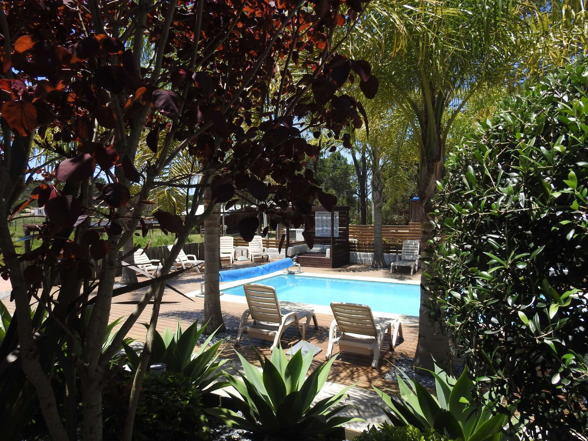 A swimming pool is surrounded by trees and chairs