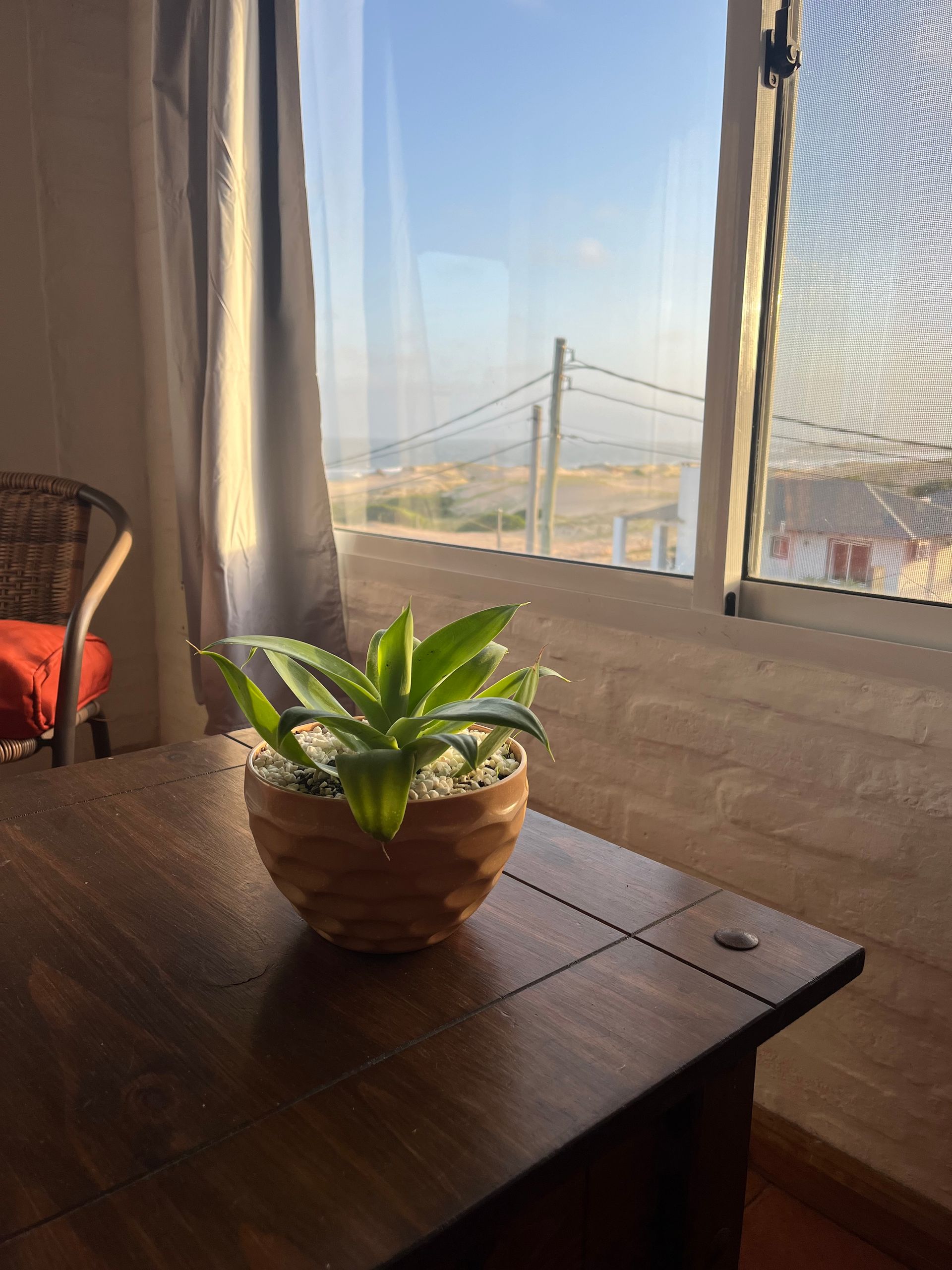 A potted plant is sitting on a wooden table in front of a window.