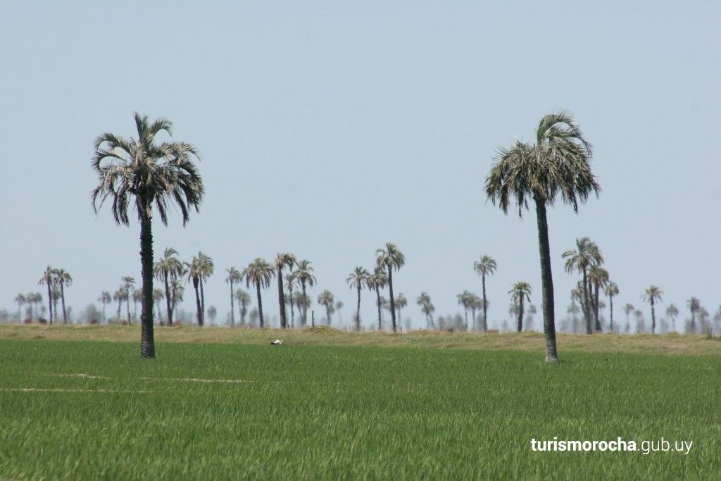 A row of palm trees in a grassy field