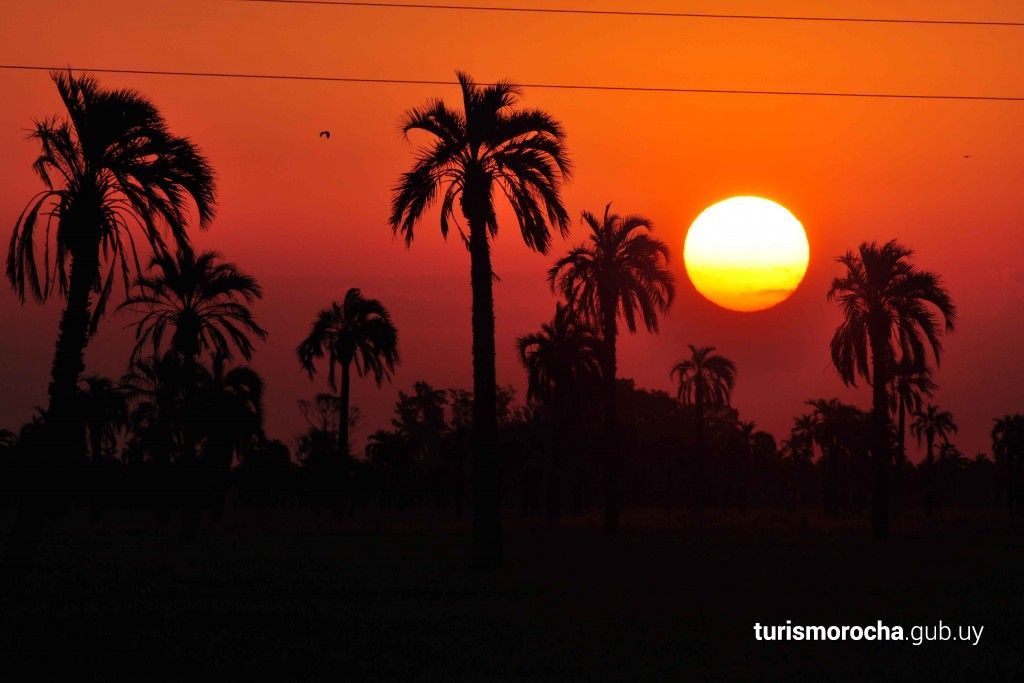 A sunset with palm trees in the foreground