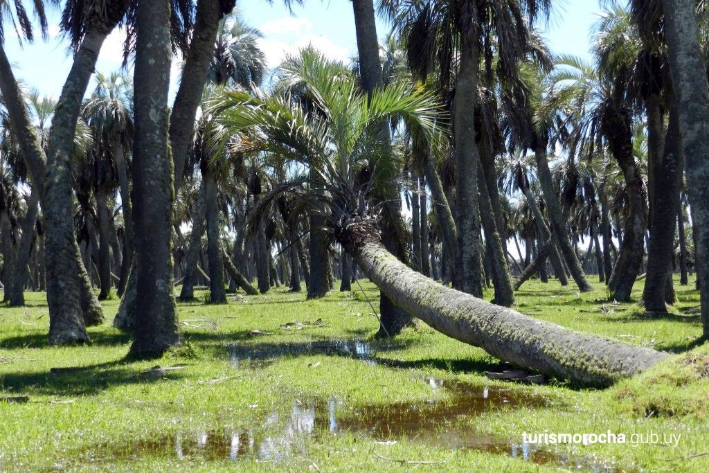 A fallen palm tree in a field of palm trees