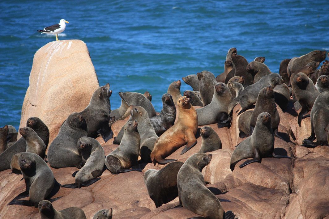 A seagull is sitting on top of a rock surrounded by seals.