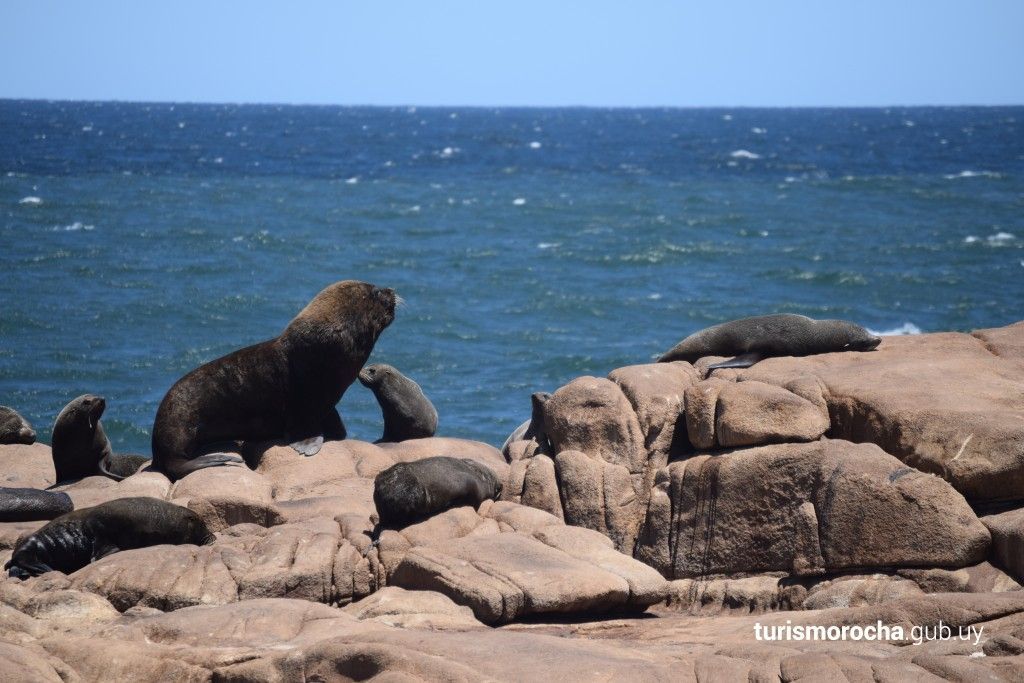A group of seals are sitting on rocks near the ocean