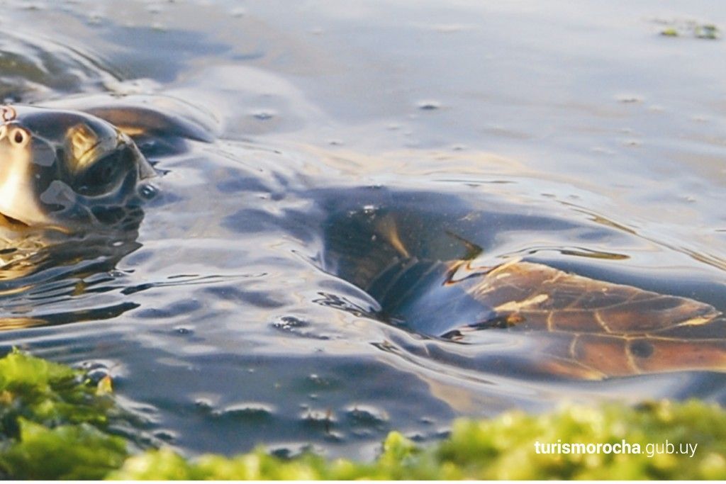 A sea turtle is swimming in a body of water