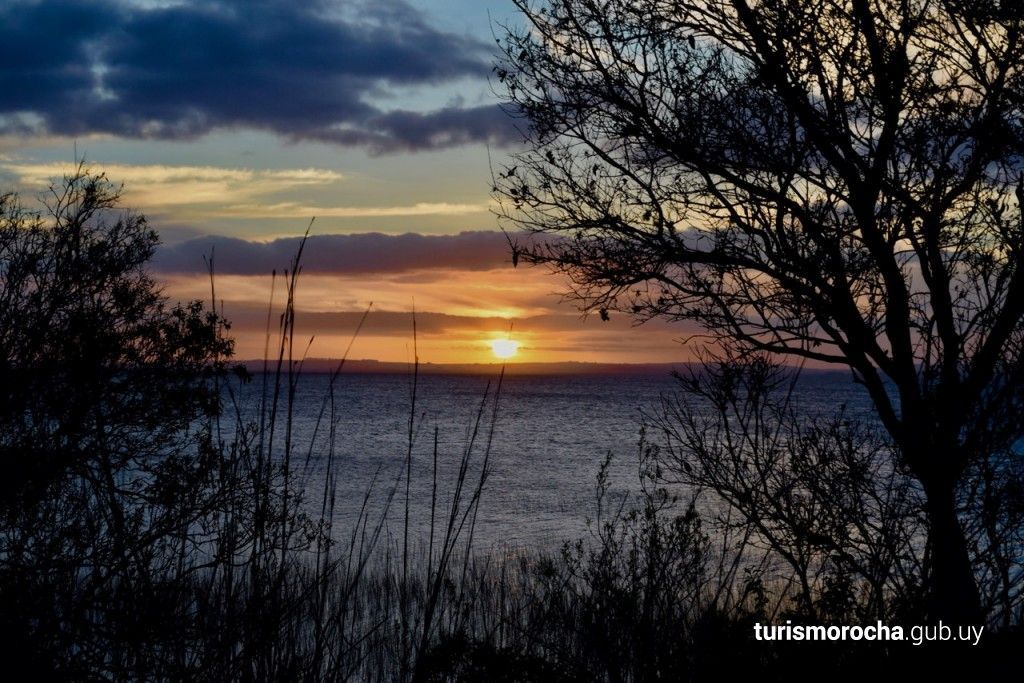 A sunset over a body of water with a tree in the foreground