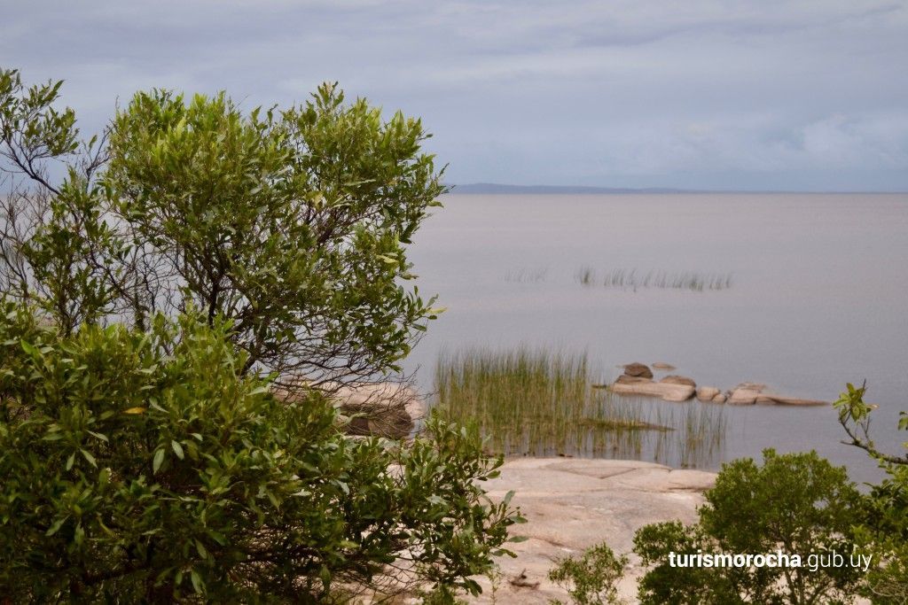 A tree stands in front of a body of water
