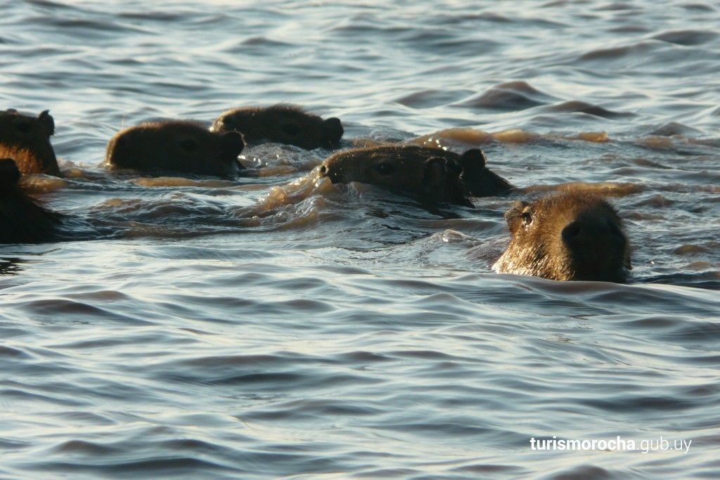 A group of animals are swimming in the water.