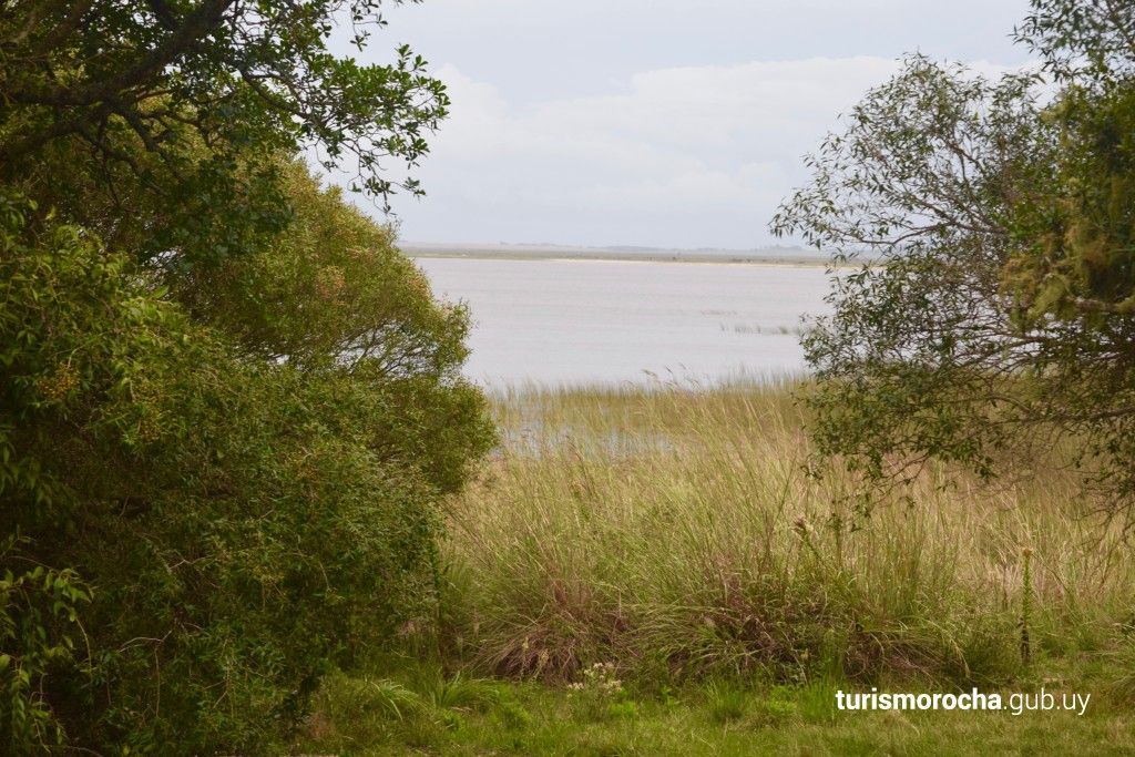 A grassy field with trees and a lake in the background