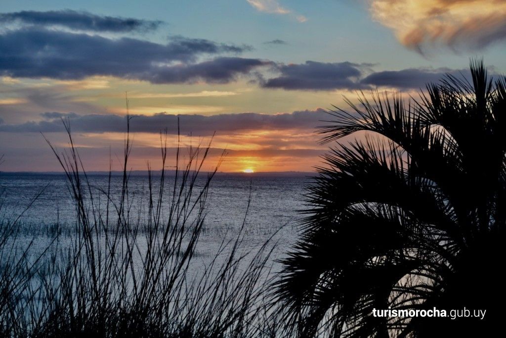 A sunset over the ocean with a palm tree in the foreground