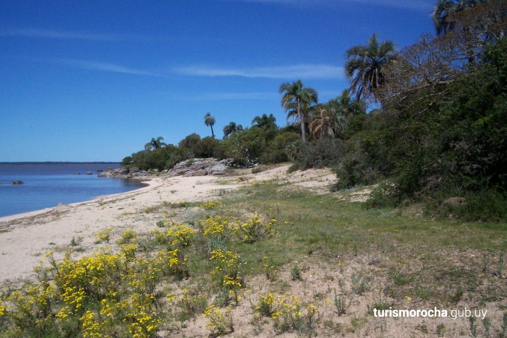 A beach with yellow flowers and palm trees on a sunny day