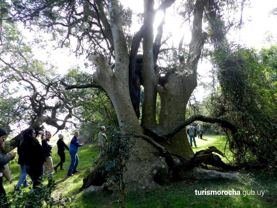 A group of people are standing around a tree in a park.