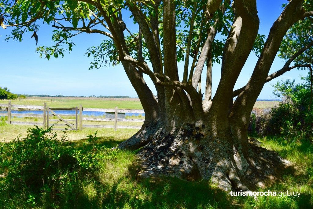A tree in a field with a fence in the background