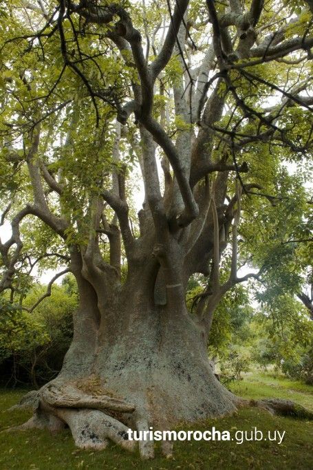 A large tree with lots of branches and leaves