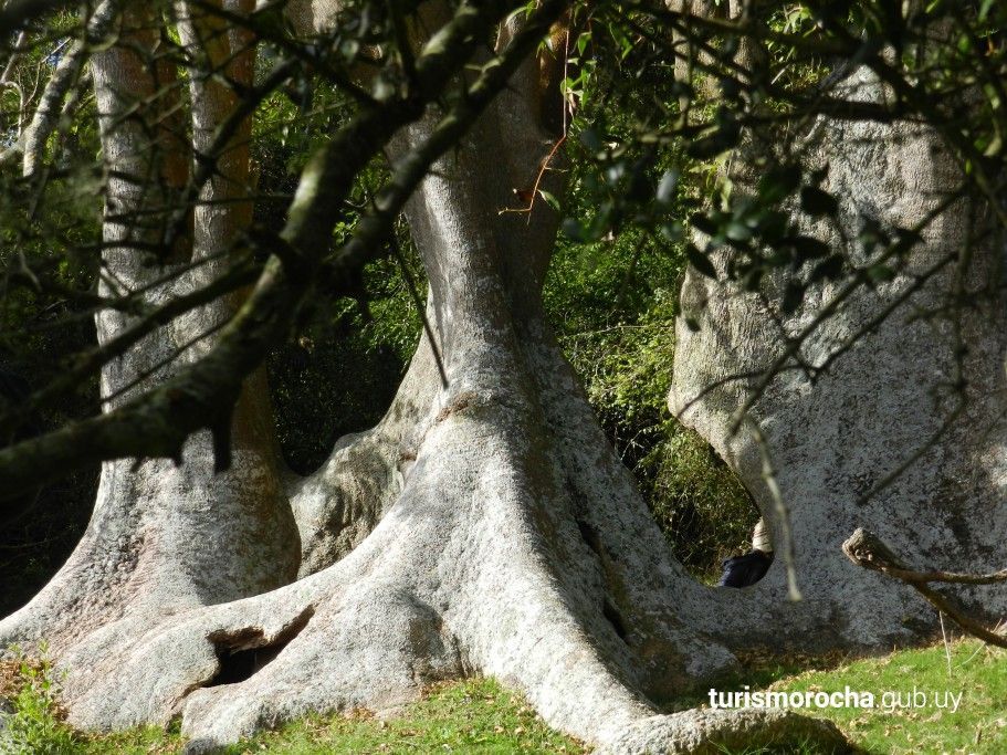 A tree with a lot of roots is sitting in the grass.