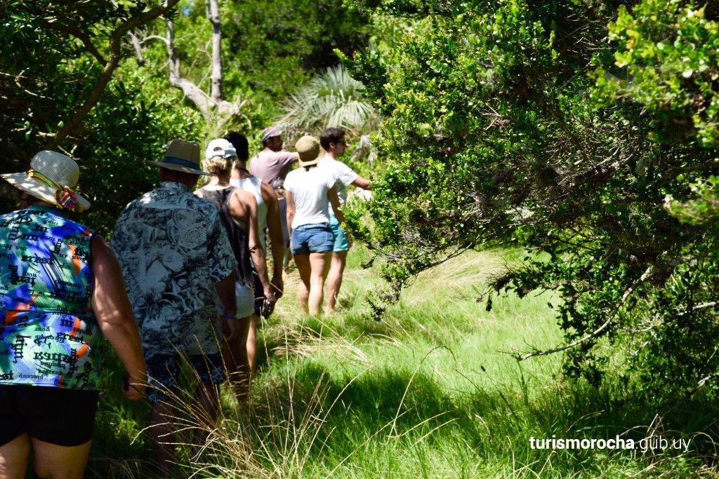 A group of people are walking through a lush green forest.