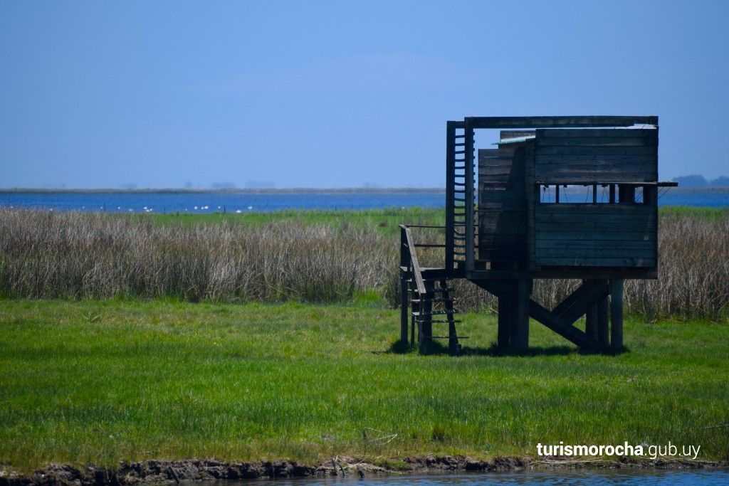 A small wooden hut is sitting in the middle of a grassy field next to a body of water.