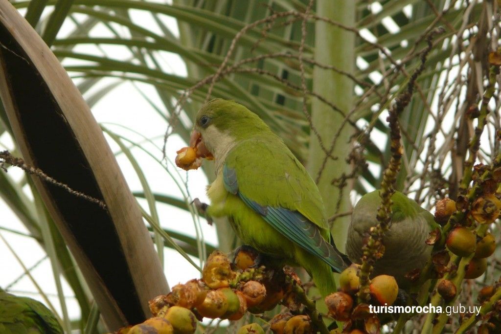 A green and blue parrot is sitting on a palm tree eating fruit.